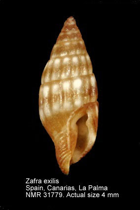Zafra exilis.jpg - Zafra exilis(Philippi,1849)